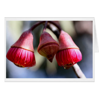 Eucalyptus caesia gift card - 03