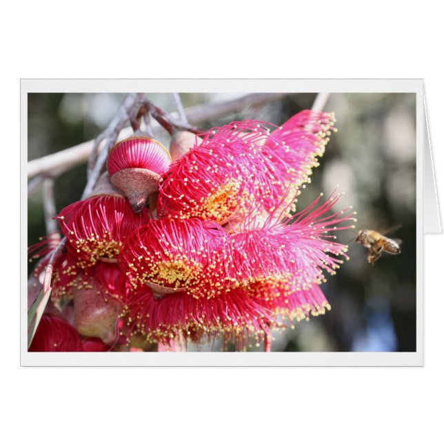 Eucalyptus caesia gift card - 04 (Front Horizontal)