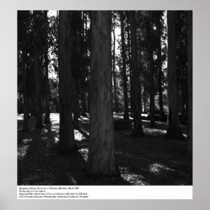 Eucalyptus Grove, UC Berkeley, 1967 Poster