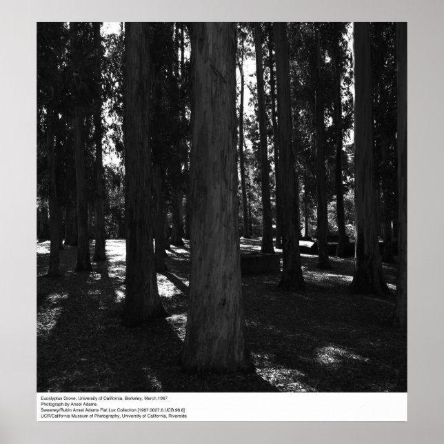 Eucalyptus Grove, UC Berkeley, 1967 Poster (Front)
