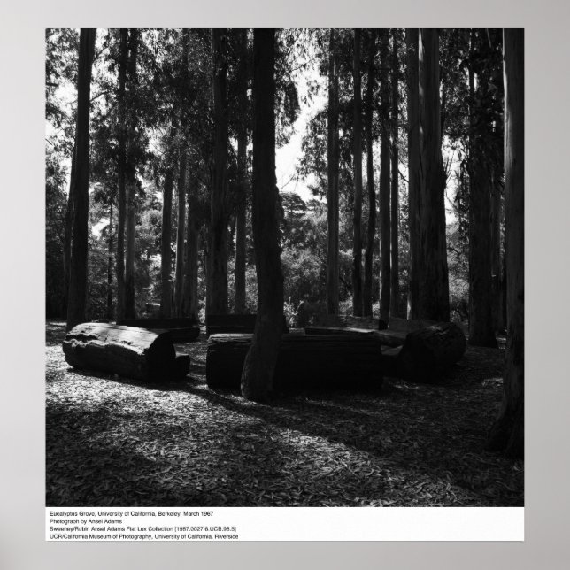 Eucalyptus Grove, UC Berkeley, 1967 Poster (Front)