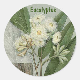 Eucalyptus sticker
