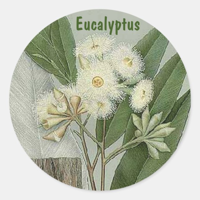 Eucalyptus sticker (Front)