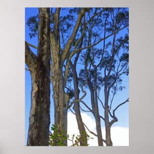 Eucalyptus Trees Poster