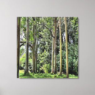 Eucalyptus Triple Canvas