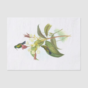 Eucephala caerulea (Blue-chinned Sapphire) Tissue Paper