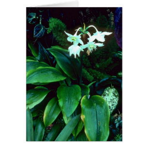 Eucharis Grandiflora (Amazon) Pink flowers