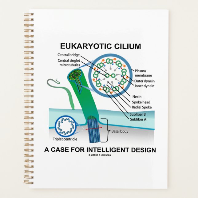 Eukaryotic Cilium A Case For Intelligent Design Planner (Front)