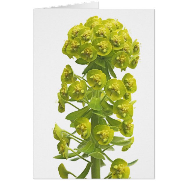 Euphorbia (Front)