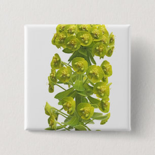 Euphorbia 15 Cm Square Badge