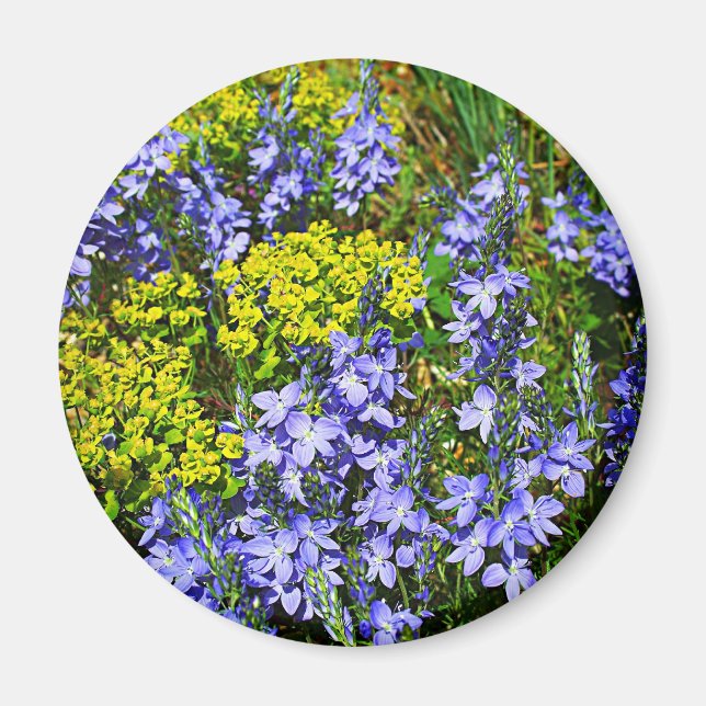 Euphorbia And Veronica Magnet (Front)