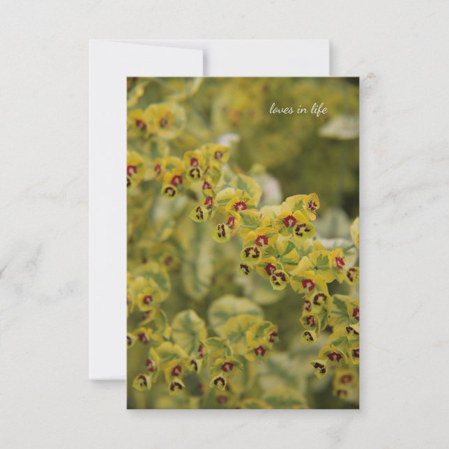 Euphorbia Card (Front)
