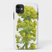 Euphorbia