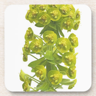 Euphorbia Coaster