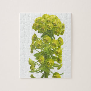Euphorbia Jigsaw Puzzle