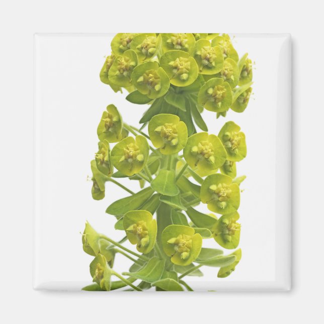 Euphorbia Magnet (Front)