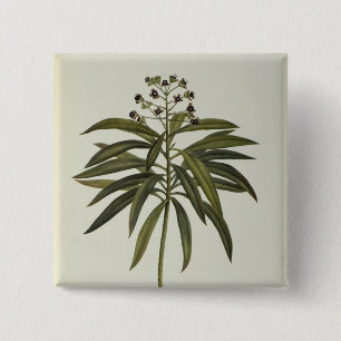 Euphorbia Mellifera 15 Cm Square Badge