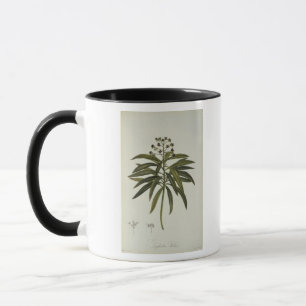 Euphorbia Mellifera Mug