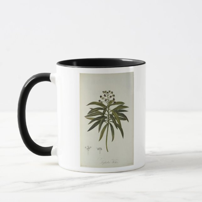Euphorbia Mellifera Mug (Left)
