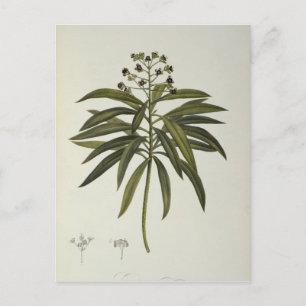 Euphorbia Mellifera Postcard