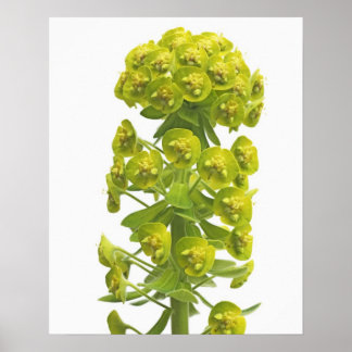 Euphorbia Poster