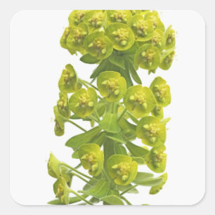 Euphorbia Square Sticker