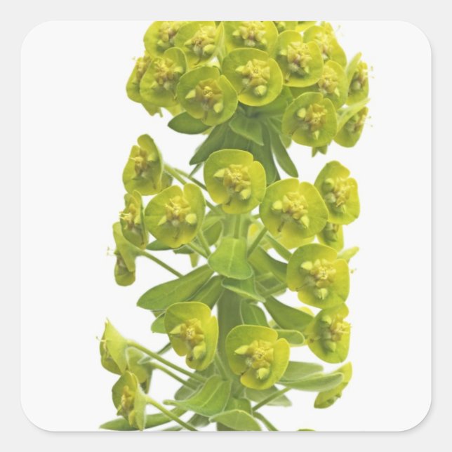 Euphorbia Square Sticker (Front)