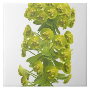 Euphorbia Tile