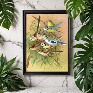 Eurasian blue tit - long-tailed tit, vintage birds poster