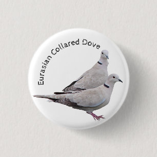 Eurasian Collared Dove 3 Cm Round Badge