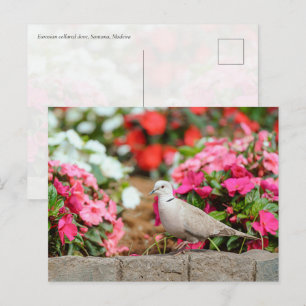 Eurasian Collared Dove in Santana Garden, Madeira  Postcard
