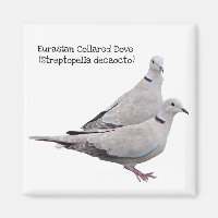 Eurasian Collared Dove