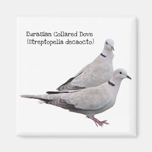 Eurasian Collared Dove Magnet