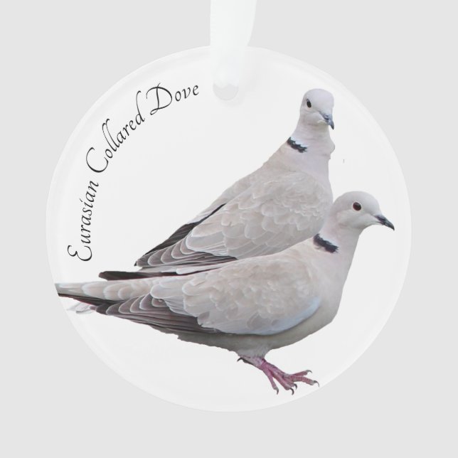 Eurasian Collared Dove Ornament (Front)