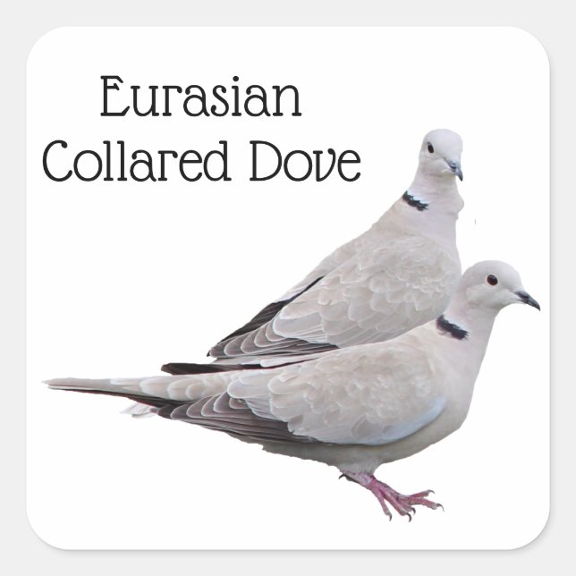 Eurasian Collared Dove Square Sticker (Front)