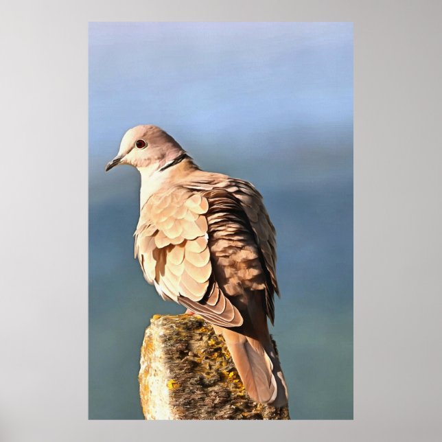 Eurasian Collared Dove Wildlife Art Poster (Front)