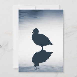 Eurasian Coot Card