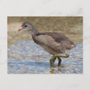 Eurasian Coot Young Chick Postcard