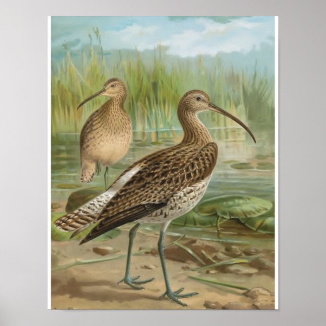 Eurasian Curlew Vintage Bird Illustration Poster (Front)