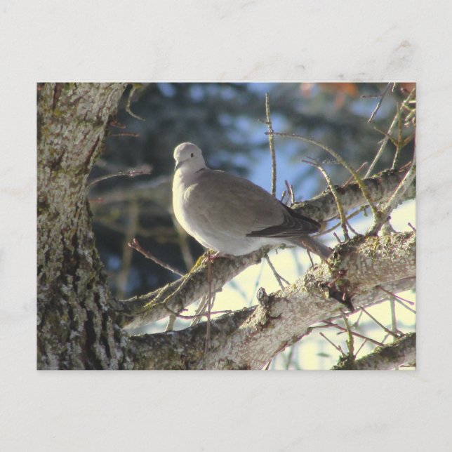 Eurasian Dove on Maple Tree Postcard (Front)