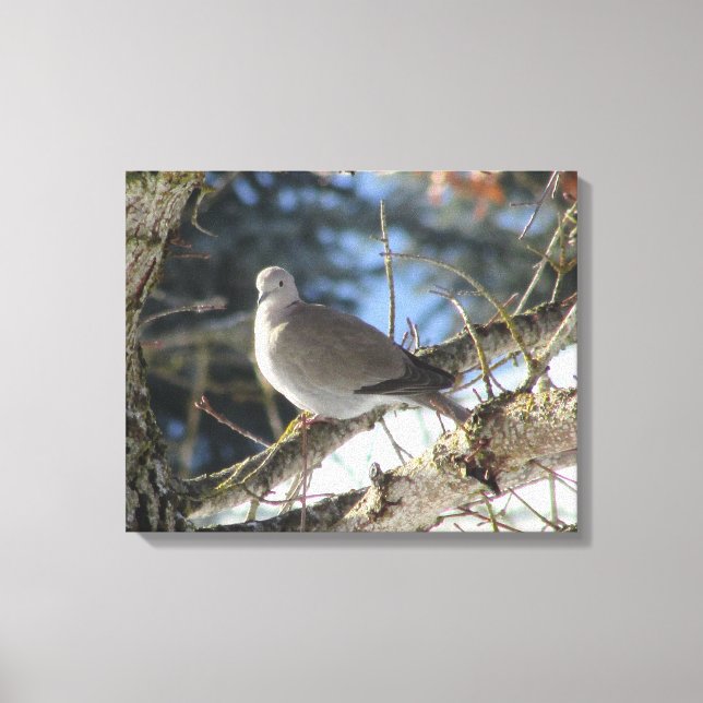 Eurasian Dove on Winter Maple Tree Canvas Print (Front)