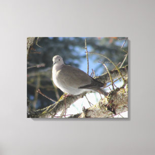 Eurasian Dove on Winter Maple Tree Canvas Print