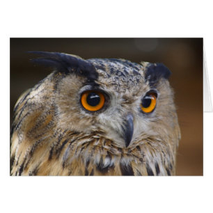 Eurasian Eagle Owl