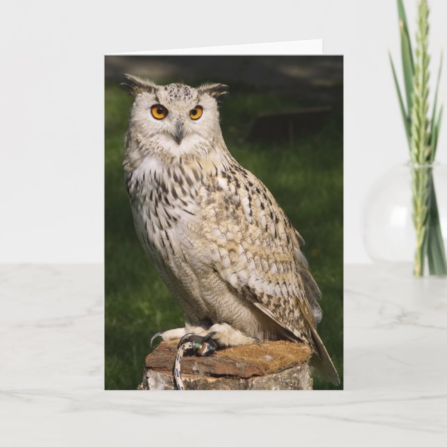 Eurasian Eagle Owl Card (Front)