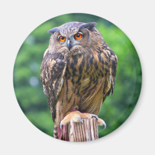 Eurasian Eagle Owl Magnet