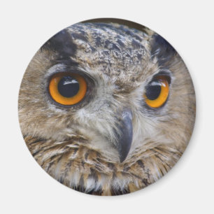 Eurasian Eagle Owl Magnet