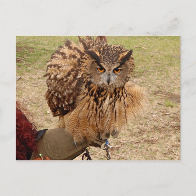 Eurasian Eagle Owl Postcard (Front)