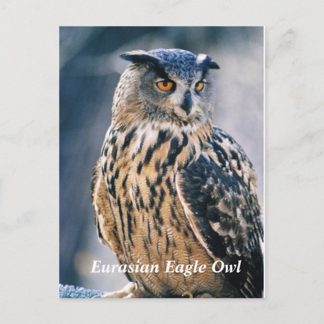 Eurasian Eagle Owl Postcard (Front)