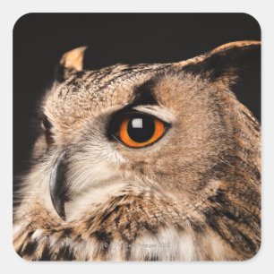 Eurasian Eagle Owl Square Sticker