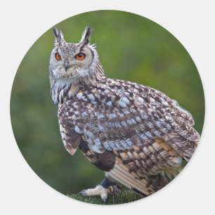 Eurasian Eagle Owl Sticker